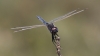 _MG_0333 Selysiothemis nigra male